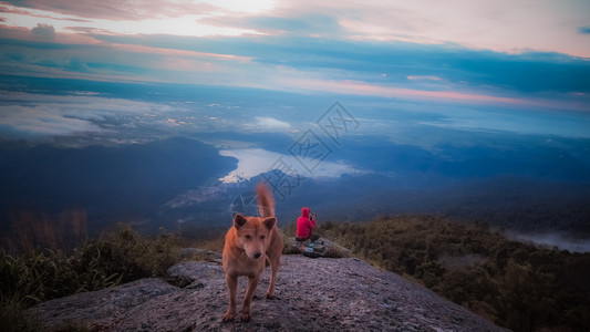 自然成功运动快乐的狗站在悬崖边图片