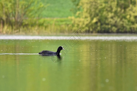 鸟类漂浮在FulicaAtra池塘表面的美丽黑野鸭前Fulica欧亚阿特拉图片