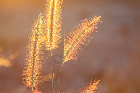 红色的植物群日落背景不断上升的光线下波西埃草花美丽的图片