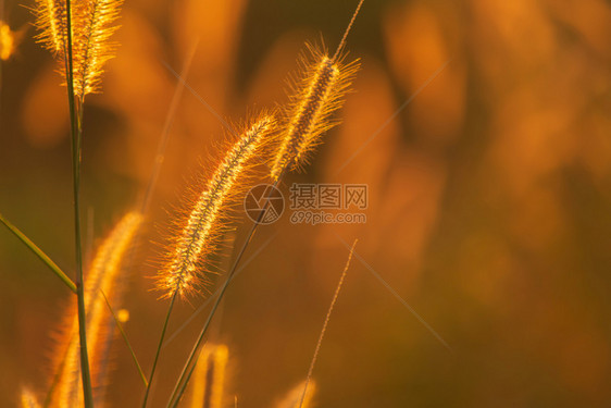 自然季节日落背景不断上升的光线下波西埃草花植物图片