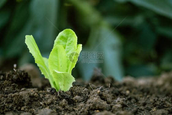 素食主义者种植土地有机耕作概念上的生菜发芽栽培的食物图片
