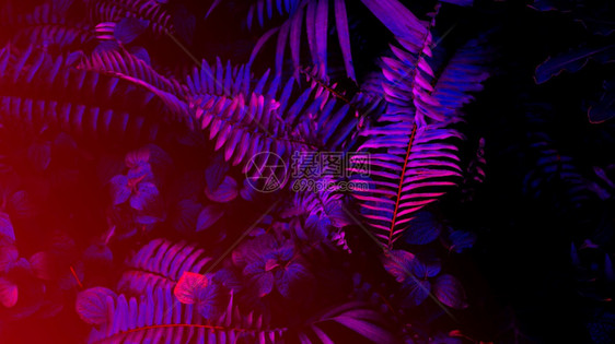 质地派对音乐黑光背景的热带树叶林发光黑色线背景图片