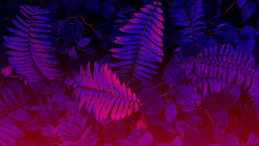 抽象的氖黑光背景热带树叶林发光黑色线背景植物图片