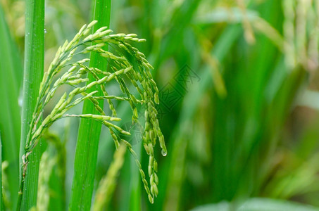 植物农场亚洲人绿米快熟了青稻在一片大的绿草地上图片