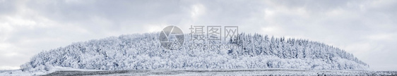 暴风雪户外季节美丽的冬风雪覆盖松树林的横幅上图片