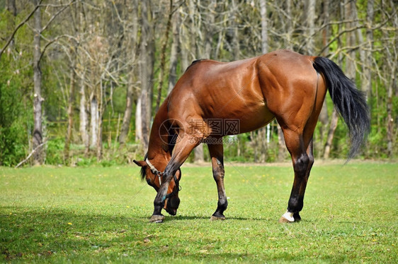 肖像自由在春天草地上的动物美丽马匹在大自然中由放牧图片