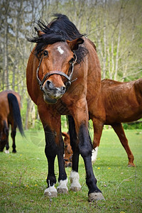 跑步阉割纯种在草地上的动物美丽马匹在大自然中由放牧图片