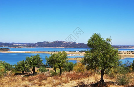 坝村庄葡萄牙阿连特茹尔克瓦湖附近的橄榄树古老图片