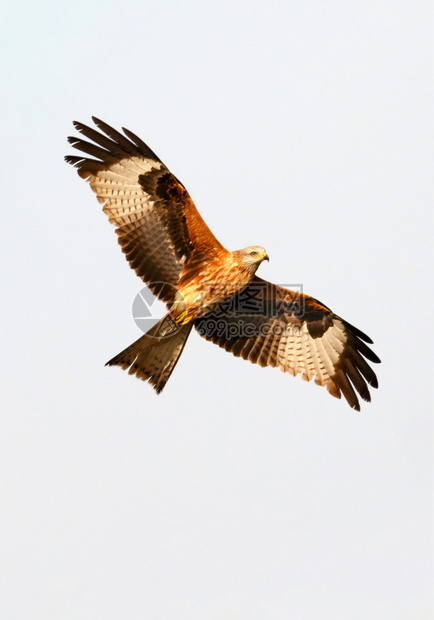 鹰动物一架黑风筝密尔沃斯偏头痛飞越西班牙天空捕食者图片