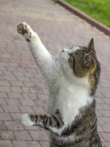 猫抓东西打猎猫咪伸手在花园里玩东西可爱的危险背景