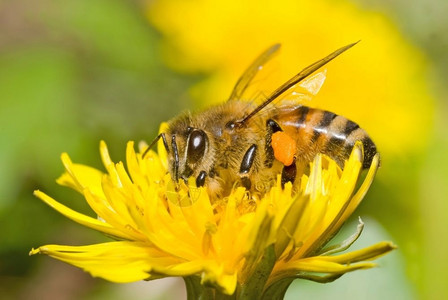 春天翅膀蜜蜂正在研究花朵生态图片