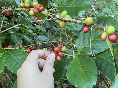咖啡树田里有成熟的浆果浅露深度未采摘泰国叶子图片