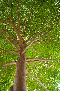 充满活力地平线树木叶和园中一棵的枝木图片