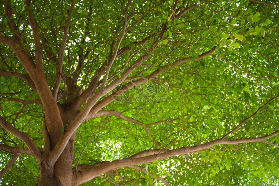 吠复制十月树叶和园中一棵的枝木图片