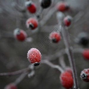 蓝色的美丽冬天季节然本底霜冻玫瑰花香灌木丛雪玫瑰果图片