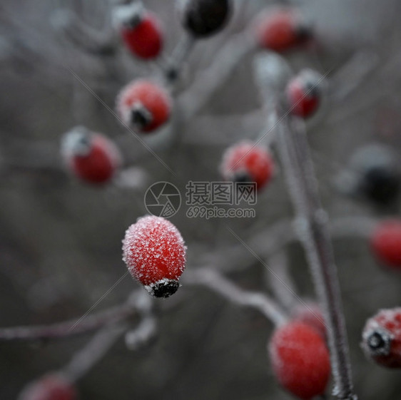 蓝色的美丽冬天季节然本底霜冻玫瑰花香灌木丛雪玫瑰果图片