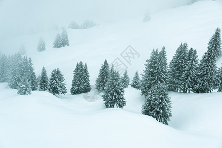 黑色的白有雾雪和覆盖树木的冬季风景充满寒冬图片