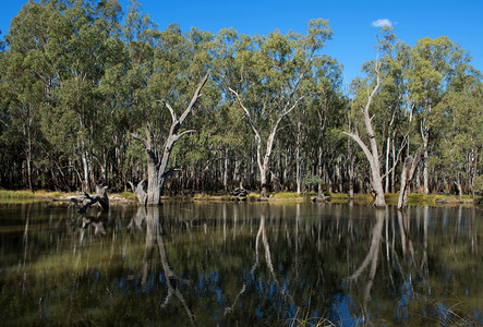 深的反思澳大利亚新南威尔士州Leeton附近的GogeldrieWeir场景戈格尔德里图片