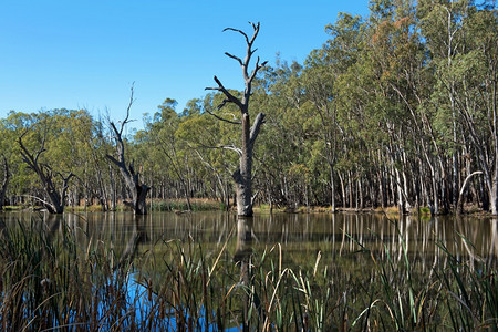 新的涟漪回水澳大利亚新南威尔士州Leeton附近的GogeldrieWeir场景图片