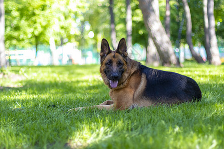 自然训练德国牧羊犬的肖像躺在绿草可爱的PreebredBrownFur家禽外在公园的露天动物上在草坪美人伴和警卫动物中可爱的玩耍图片