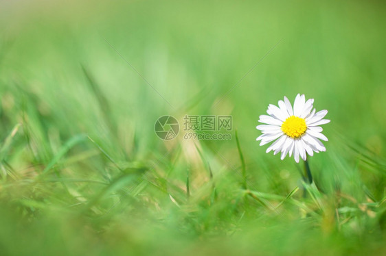 颜色美丽的绿草中白雏菊背景模糊阳光明媚的美丽春天背景自然概念特写绿草中的白雏菊背景模糊阳光明媚的春天背景自然概念植物群图片