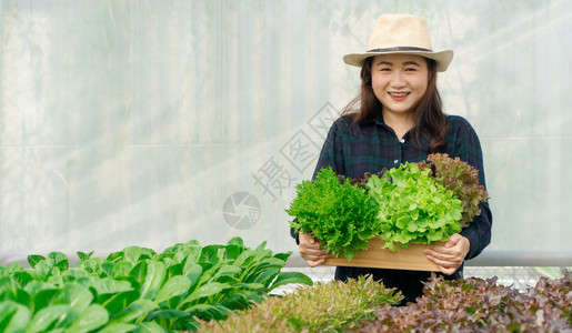 绿色盒子亚洲女农民手携带新鲜有机蔬菜黄油头格林博生菜来自水栽培农场的木箱绿橡树健康有机食品概念生长图片