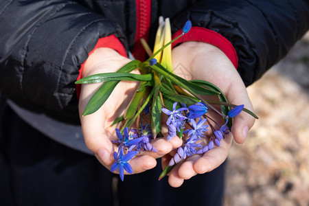 草地孩子手掌上的蓝色雪花莲是春天的第一朵花森林里的雪莲孩子手掌上的蓝色雪花莲是春天的第一朵花植物盛开图片