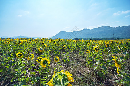 黄色的草地大向日葵田在阳光明媚的天自然界外野田地山上背景深树叶图片
