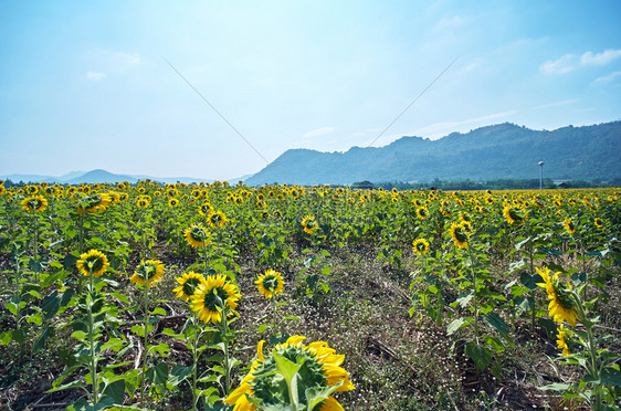 黄色的草地大向日葵田在阳光明媚的天自然界外野田地山上背景深树叶图片