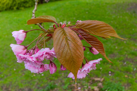 一种树干4月1日春天下午联合王国纽卡斯尔JesmondDene公园JesmondDene公园一棵粉红花和树枝叶的近距离拍摄日本人图片