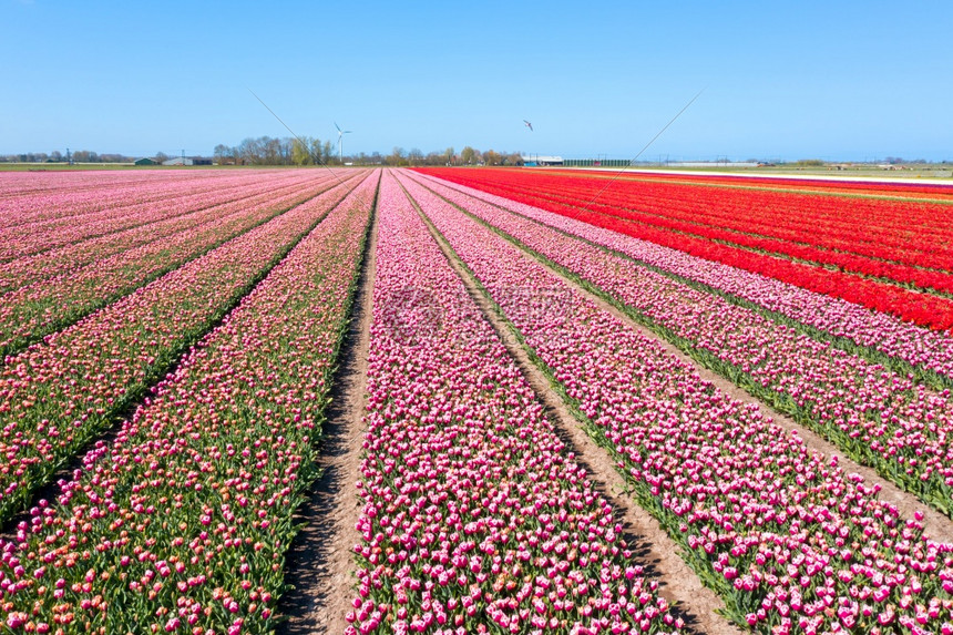 旅游字段来自荷兰盛开的郁金香田空中飞行粉色图片