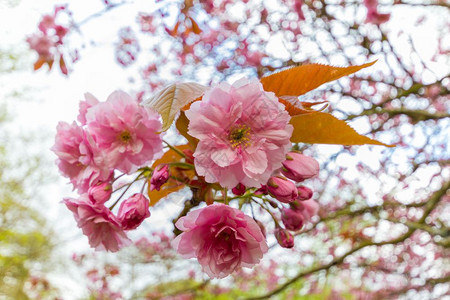 分支在英国纽卡斯尔JesmondDene公园4月1日下午春拍摄一棵红花的粉色朵树叶粉的图片