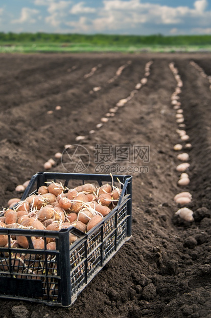 在地面和田木箱中的新鲜马铃薯在地面木箱中以背景土豆为原料的新鲜土豆卡路里农业素食主义者图片