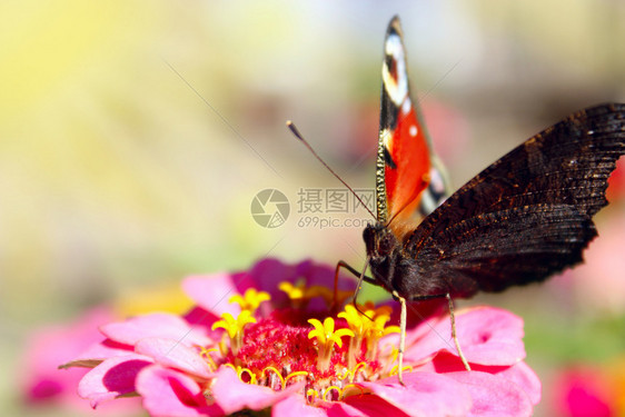 蝴蝶孔雀眼坐落在睛的辛尼娅蝴蝶上坐在辛尼娅花上绿色美丽航班图片