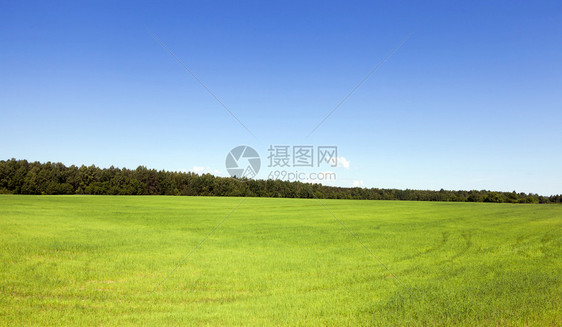 蓬松的夏月风景田野绿草森林和蓝天空背景的夏季风农村绿色图片