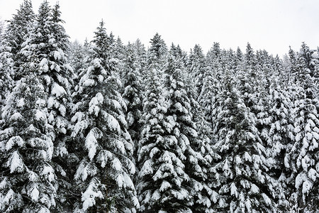 户外寒冷的一种冬季风景山区深林中高和下雪的树木图片