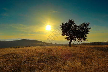公园太阳孤独黎明时的单树地上多彩的光芒图片