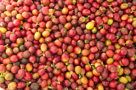 咖啡已经熟了包里有红的咖啡背景浆果樱桃棕色的图片