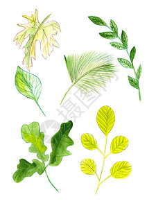 铅笔手绘水彩花卉图案带有叶子花朵序和羽毛园树叶图片