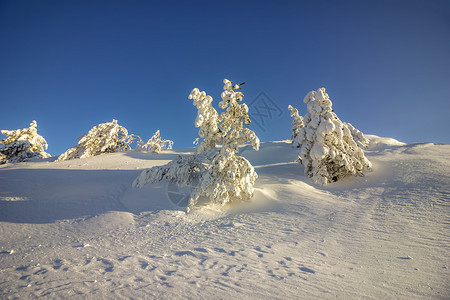 山丘上有许多雪覆盖着美丽的冰冻树丛单身霜户外图片