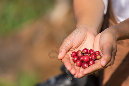 红熟咖啡使背景的能够同时成型并形一种深层的咖啡背景浆果黑色的树图片
