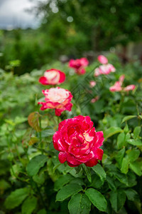 新鲜的叶子花园里美丽的玫瑰种植不同品的花朵园里美丽的玫瑰户外图片