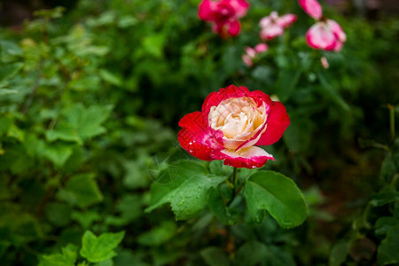 花园里美丽的玫瑰种植不同品的花朵园里美丽的玫瑰植物群春天不同的图片