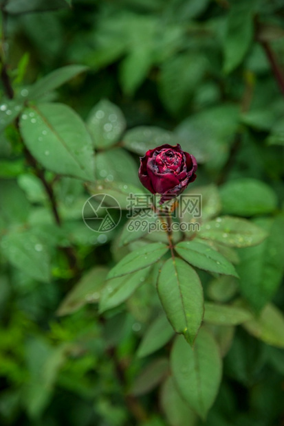 粉色的花园里美丽玫瑰种植不同品的花朵园里美丽的玫瑰植物夏天图片