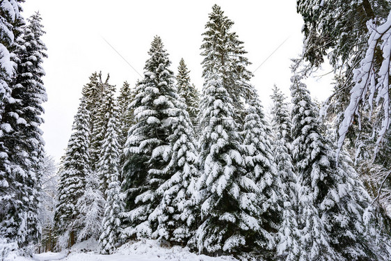 田园诗般的冬季风景深森林中高温和雪积多的树木喀尔巴阡山脉场景图片