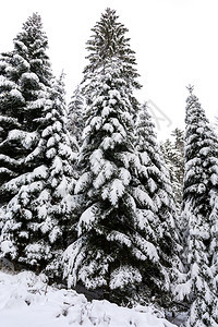 冬季风景深森林中高温和雪积多的树木头季节一种图片