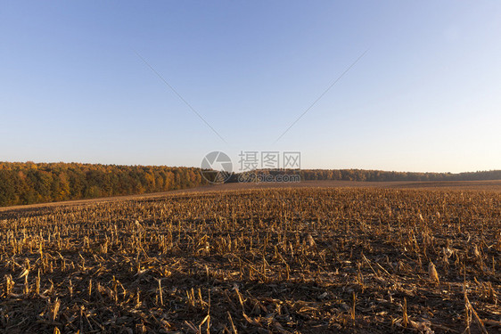 自然成熟天气收割玉米后碎的农业田日落阳光明媚的秋天风景观图片