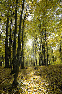 郁葱远足步行森林或公园的秋季树林阳光明媚的气候树木图片