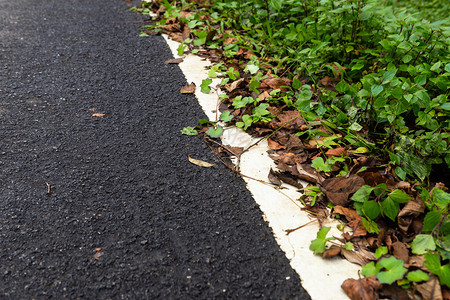 棕色的质地绿道路潮湿树叶落绿草背景空复制间图片