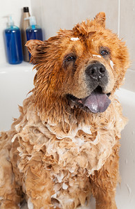 浴缸洗澡泡可爱的小狗吃娇生惯养图片